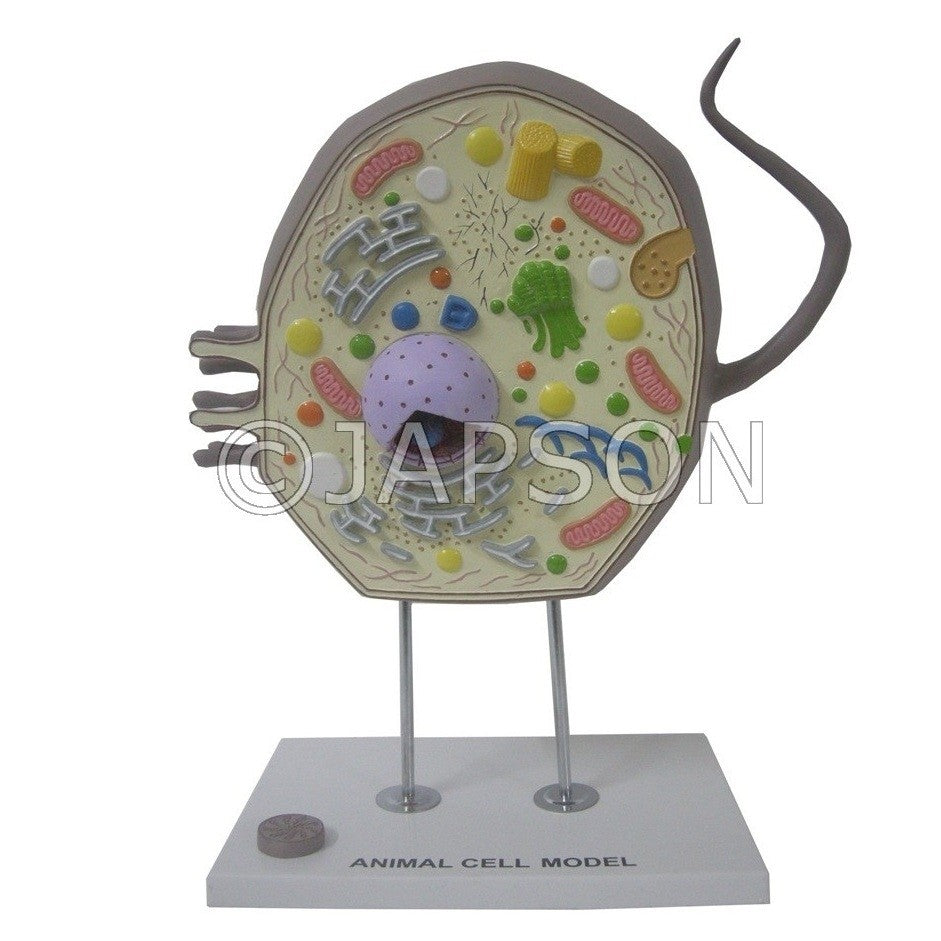 Model, Animal Cell Model, Animal Cell